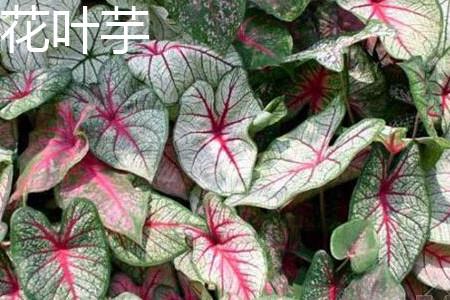 Caladium.jpg