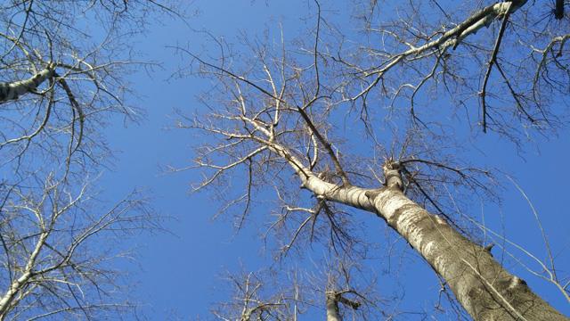 The difference between poplar and birch trees