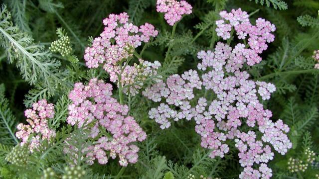 What is the difference between yarrow and motherwort