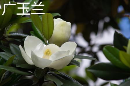 Magnolia Guang