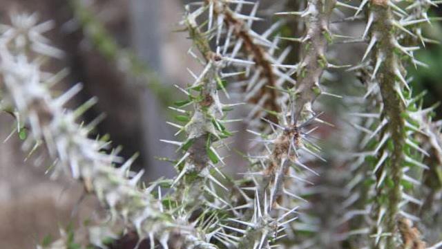 The difference between Cortex cordifolia and Yalong wood