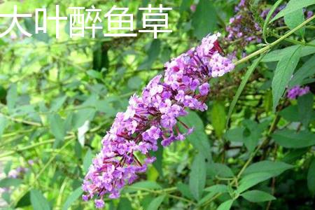 Big Leaf Buddleia