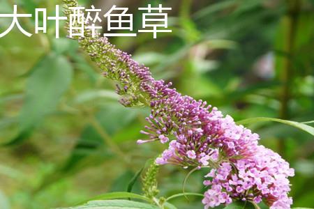 Buddleia