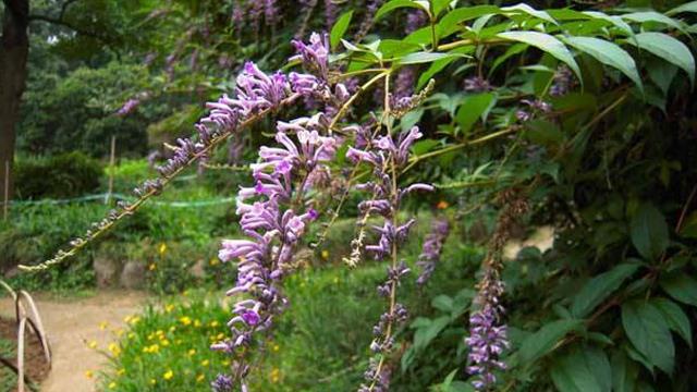 The difference between Buddleia and Buddleia