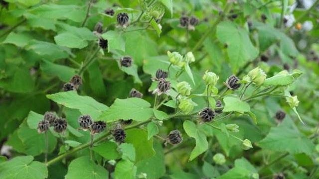 The difference between Mopan grass and Amaranth