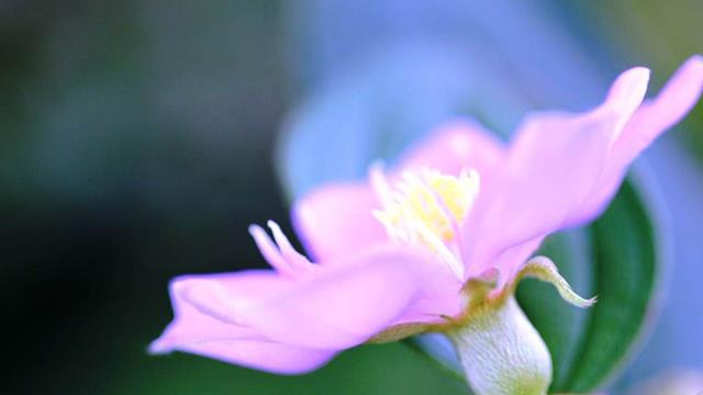 The difference between Melastoma angularia and Melastoma brasiliensis