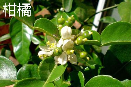 citrus flower.jpg