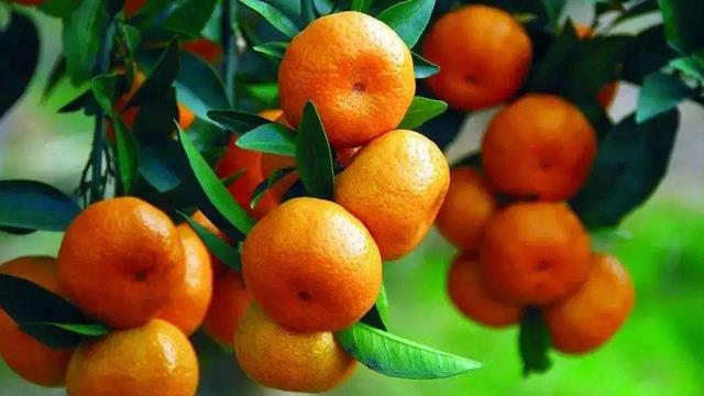 The difference between tangerines and oranges