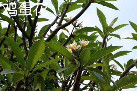 Frangipani