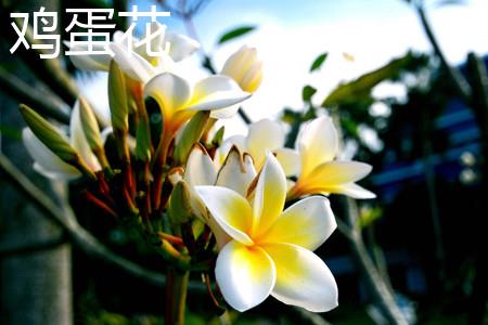 Frangipani