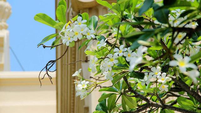 The difference between frangipani and plumeria