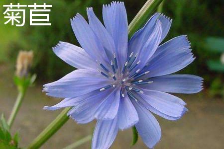 Chicory