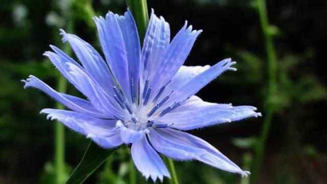 The difference between Jerusalem artichoke and chicory