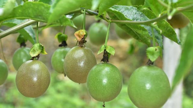 The difference between monk fruit and passion fruit