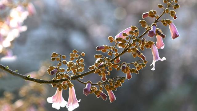 The difference between sycamore flowers and paulownia flowers