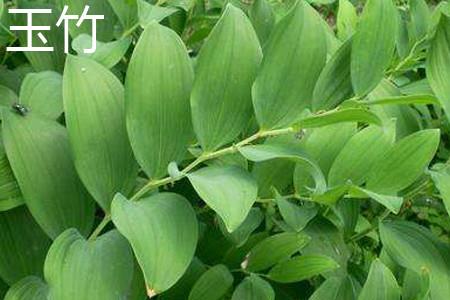 Polygonatum odoratum