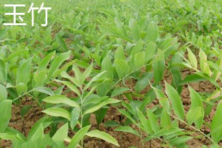 Polygonatum odoratum