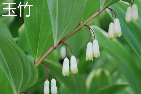 Polygonatum odoratum