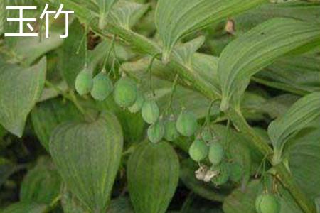 Polygonatum odoratum