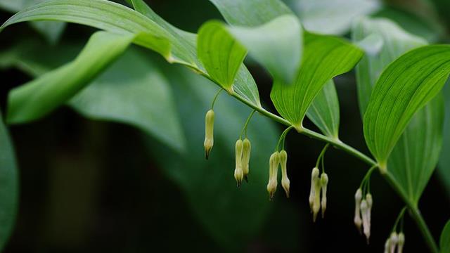 The difference between deer medicine and Polygonatum odoratum