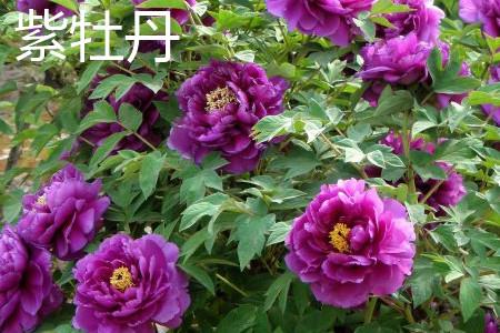 Purple Peony