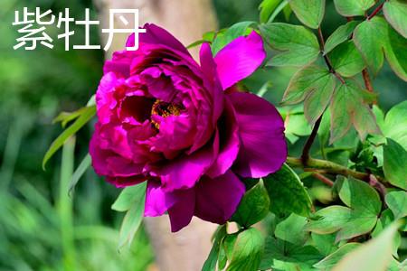 Purple Peony