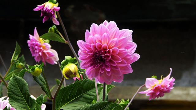 The difference between purple peony and dahlia