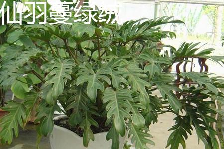 Fairy Feather Philodendron