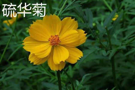 Sulfur Chrysanthemum