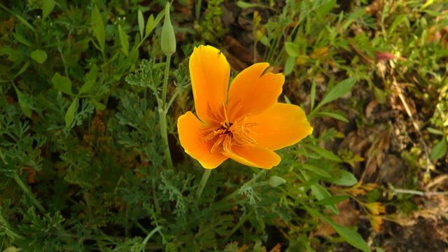 What is the difference between sulfur chrysanthemum and sulfur chrysanthemum?