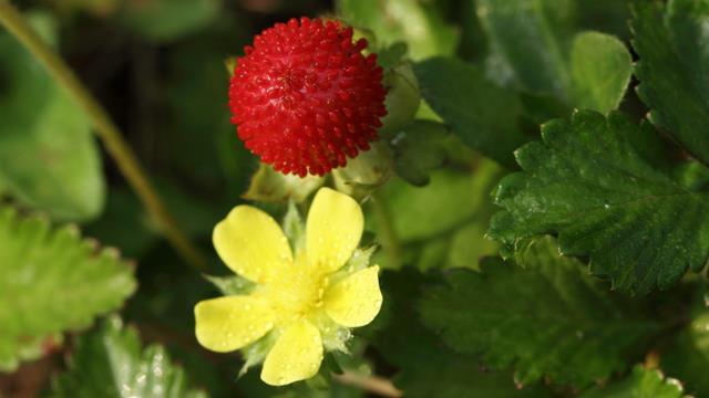 The difference between wild strawberry flowers and snake berries