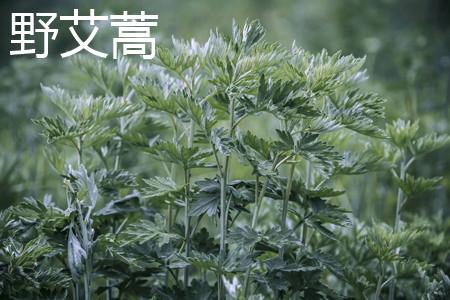 Wild mugwort