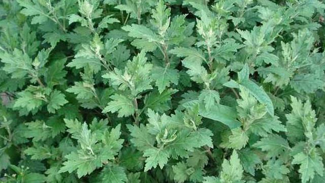 The difference between wild mugwort and mugwort