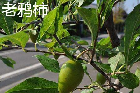 Lao Crow Persimmon