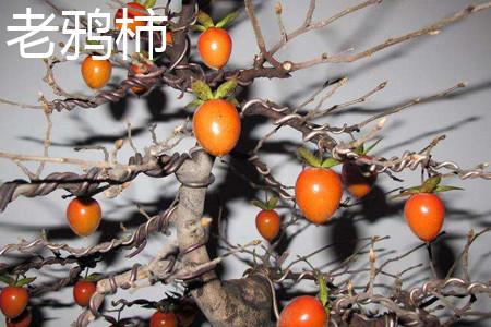 Lao Crow Persimmon