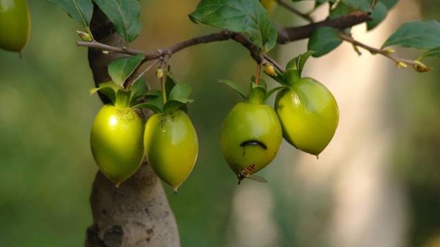 The difference between old crow persimmon and golden marbles