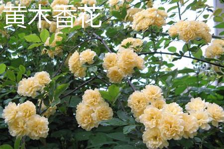 Yellow wood fragrant flower