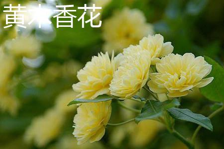 Yellow wood fragrant flower