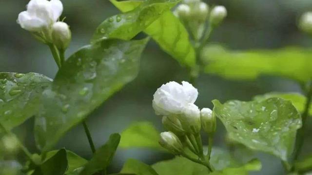 The difference between yellow wood flowers and jasmine