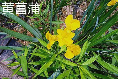 Yellow Iris