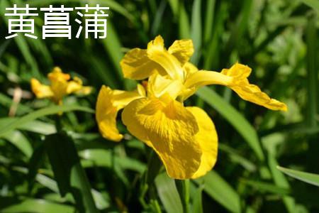 Yellow Iris