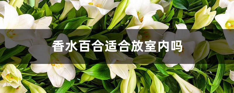 Is perfume lily suitable for indoor use?