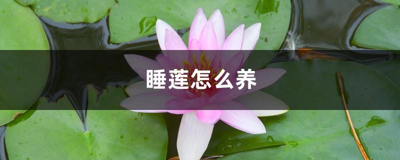 How to grow water lilies