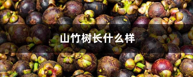 What does a mangosteen tree look like