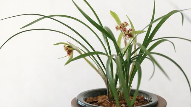 The difference between bluegrass and Ophiopogon japonicus