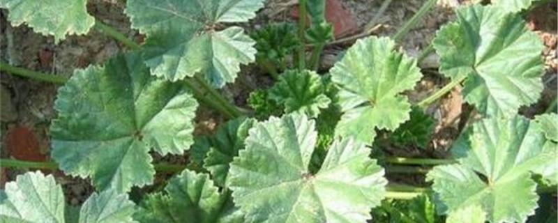 The difference between round-leaf mallow and wild sunflower