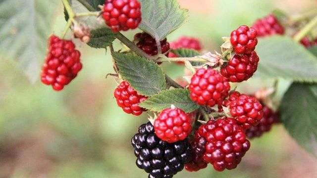 The difference between raspberries and raspberries