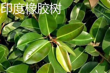 Rubber tree leaves