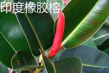 Rubber Ficus Leaf