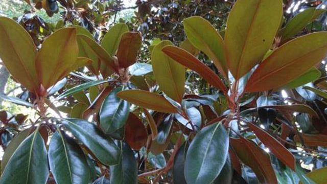 The difference between Indian rubber tree and Indian rubber fig